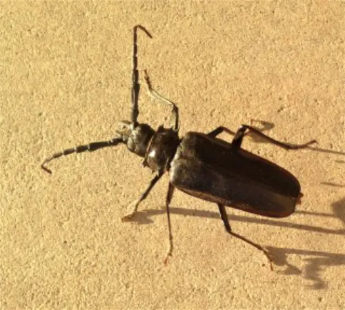 Beetle-Control--in-Bellflower-California-beetle-control-bellflower-california.jpg-image