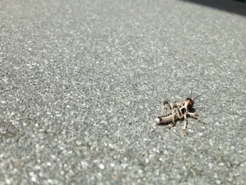 Cricket-Control--in-Stevenson-Ranch-California-cricket-control-stevenson-ranch-california.jpg-image