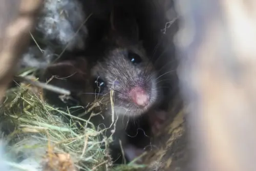 Mice-Extermination--in-Duarte-California-mice-extermination-duarte-california.jpg-image