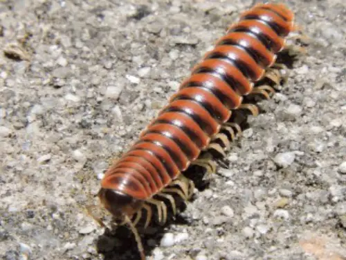 Millipede-Removal--in-San-Dimas-California-millipede-removal-san-dimas-california.jpg-image