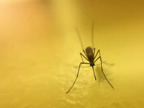 Mosquito-Removal--in-Long-Beach-California-mosquito-removal-long-beach-california.jpg-image