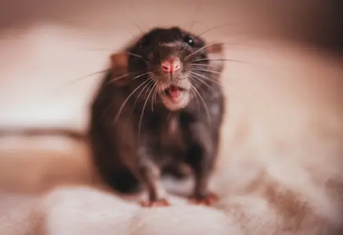 Rat-Control--in-Sunland-California-rat-control-sunland-california.jpg-image