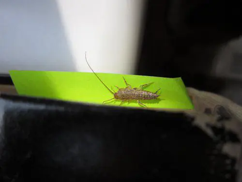 Silverfish-Removal--in-South-Gate-California-silverfish-removal-south-gate-california.jpg-image