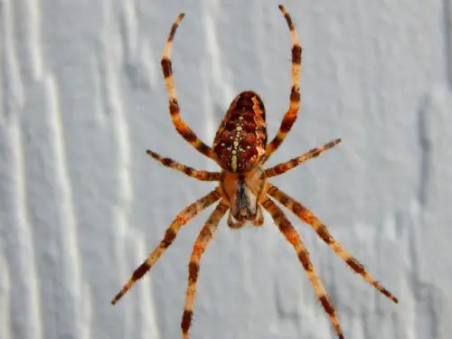 Spider-Removal--in-Avalon-California-spider-removal-avalon-california.jpg-image