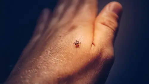 Tick-Control--in-Rancho-Palos-Verdes-California-tick-control-rancho-palos-verdes-california.jpg-image