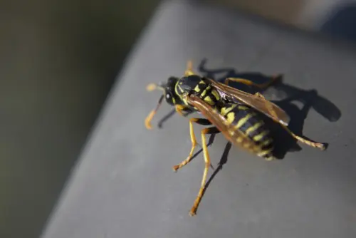 Wasp-Removal--in-Llano-California-wasp-removal-llano-california.jpg-image